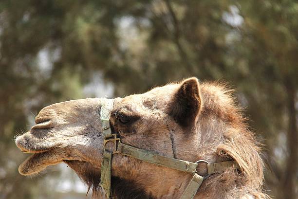 istock portrait of a camel 465077289