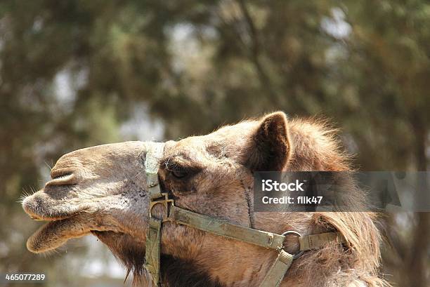 Portret Z Wielbłąda - zdjęcia stockowe i więcej obrazów Arabia - Arabia, Baktrian, Dromader