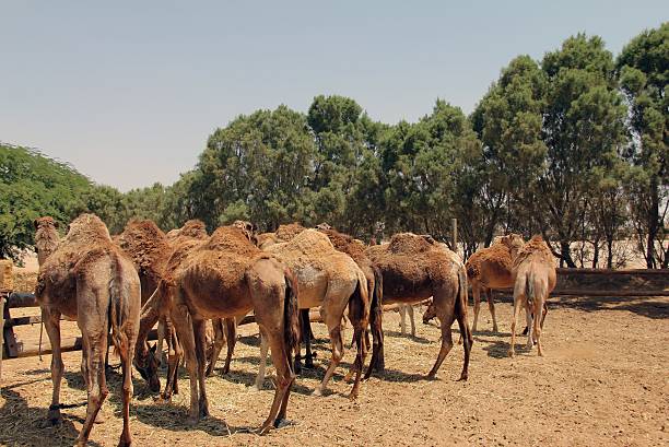 cammelli - camel smiling israel animal foto e immagini stock
