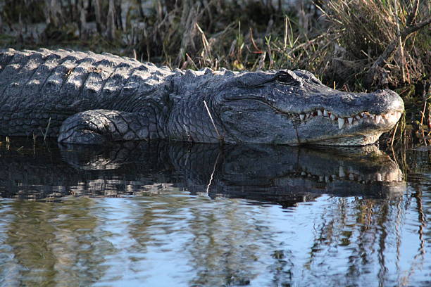 istock American Alligator Merritt Island Florida 465078614