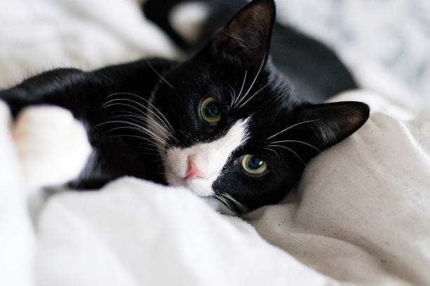 istock Meow to meet you too 465078946