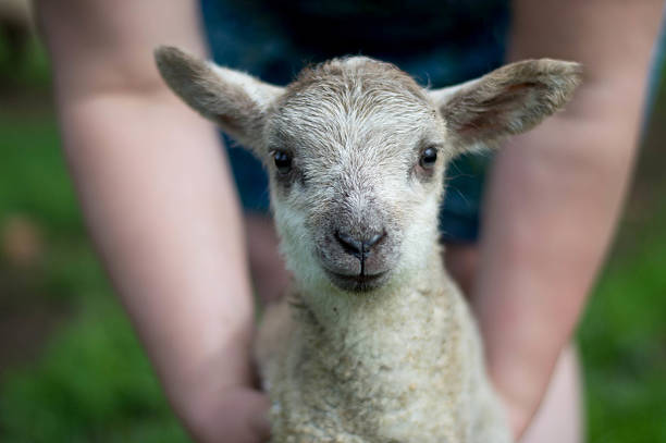 istock I had a little lamb 465078980