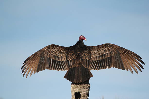 Turkey Vulture Wingspan