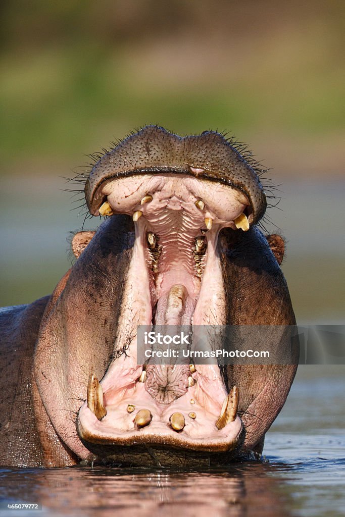 Big Mouth Stock Photo - Download Image Now - 2015, Africa, Animal Teeth -  iStock
