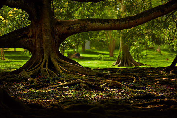 istock Mystic garden 465079832