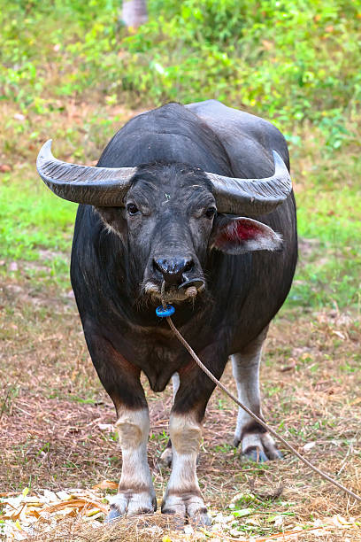 istock Buffalo in the jungle 465079940