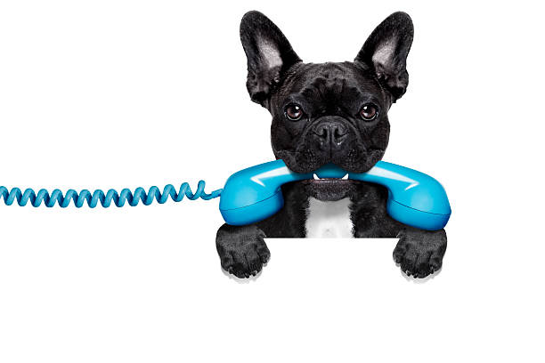istock A dog holding a blue phone in his mouth 465080608