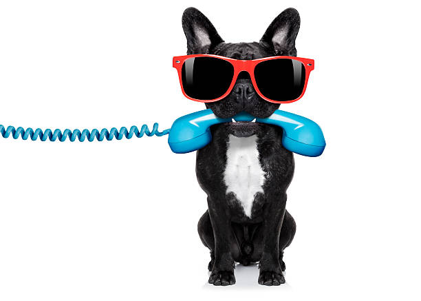 istock dog phone telephone 465080614