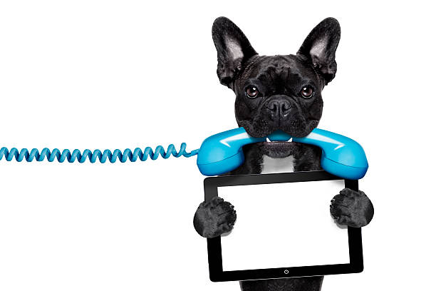 istock dog phone telephone 465080618