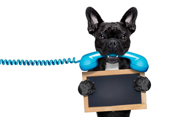istock dog phone telephone 465080620