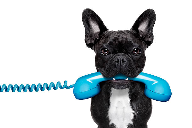istock dog phone telephone 465080630