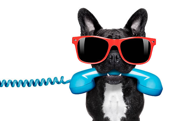 istock dog phone telephone 465080632