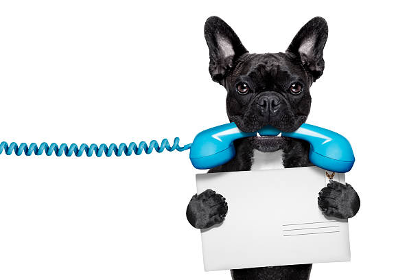 dog phone telephone french bulldog dog holding a old retro telephone and a blank postcard or envelope letter, isolated on white background animal call photos stock pictures, royalty-free photos & images