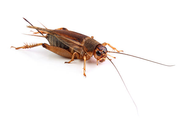 istock House cricket isolated on white 465080671