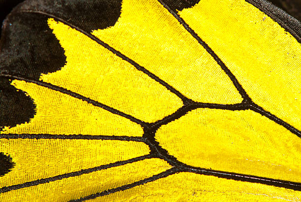 istock black and yellow butterfly wing 465081063