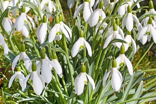 istock Spring snowdrop flowers in a garden 465081149