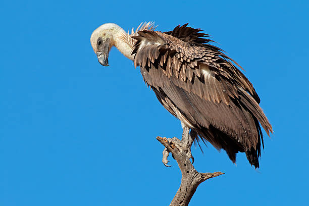 White-backed vulture A white-backed vulture (Gyps africanus) on a branch against a blue sky, South Africa vulture photos stock pictures, royalty-free photos & images