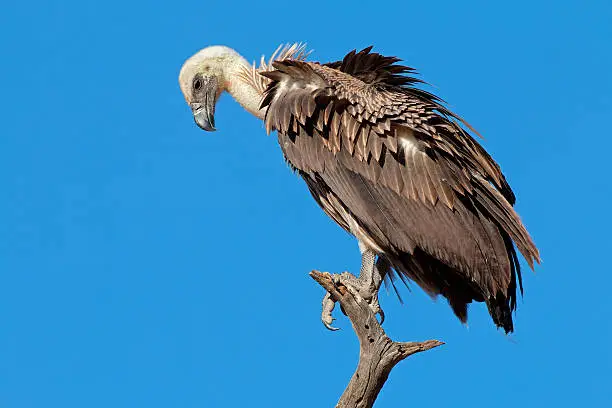Photo of White-backed vulture