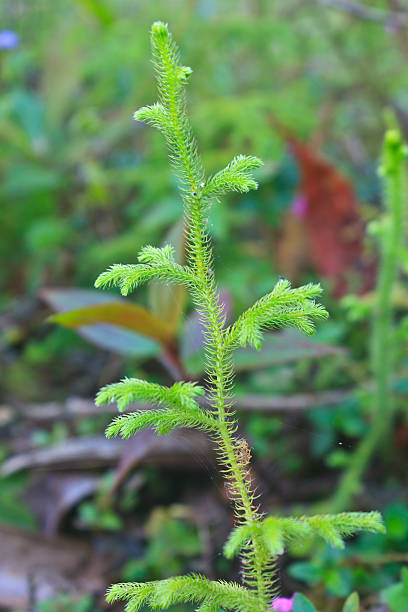 istock Fern, Natural abstraction in forest 465081687