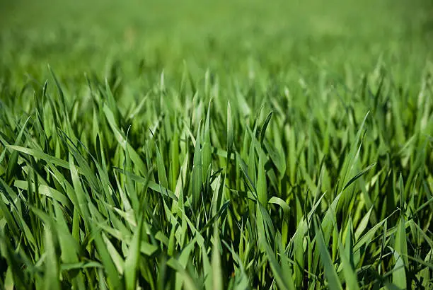 Photo of Green grass
