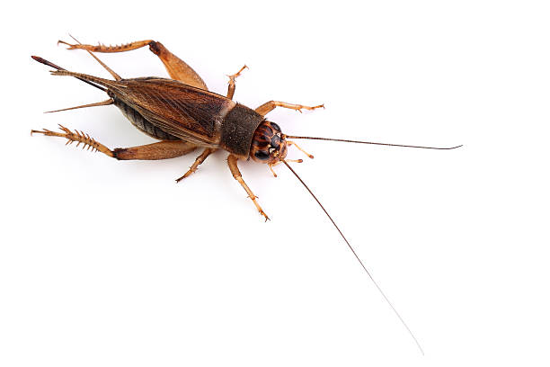 istock House cricket isolated on white 465082283