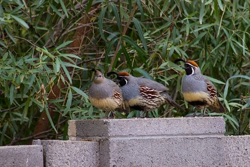 A family of Gambel's Quails running along a wall in Tucson, Arizona