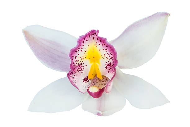 istock Beautiful Flower Orchid close up isolated on white background 465083722