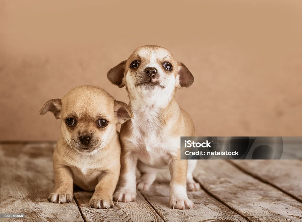 chihuahua puppies on a wooden background chihuahua puppies on a wooden background in studiochihuahua puppies on a wooden background in studio 2015 Stock Photo