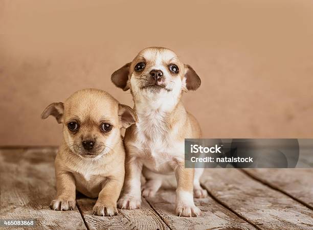 Chihuahua Puppies On A Wooden Background Stock Photo - Download Image Now - 2015, Animal, Brown