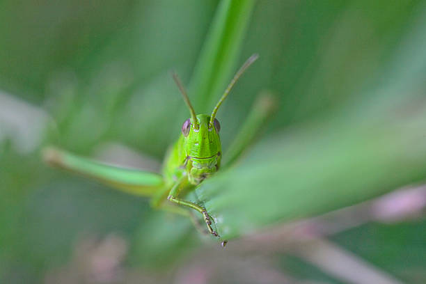 istock portrait of grasshopper 465083892