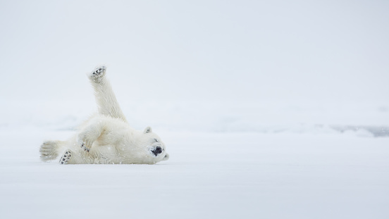 Polar bear on ice. Arctic sea. Over a two-page with environment