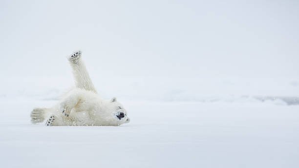 Enjoyment on the ice Polar bear on ice. Arctic sea. Over a two-page with environment polar bear stock pictures, royalty-free photos & images