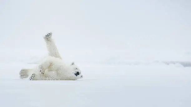 Polar bear on ice. Arctic sea. Over a two-page with environment