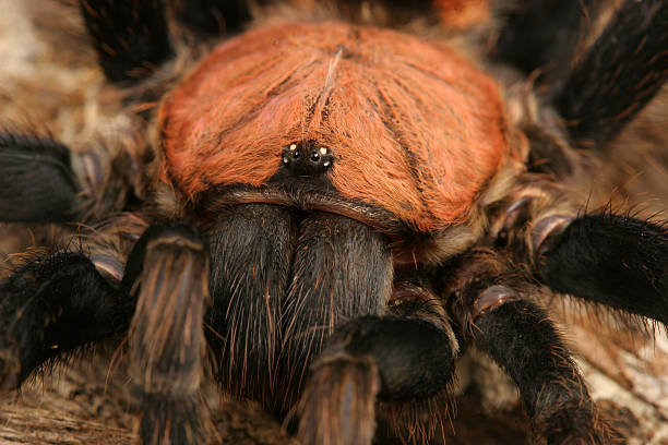 istock Costa Rican Tiger Rump Tarantula 465084802