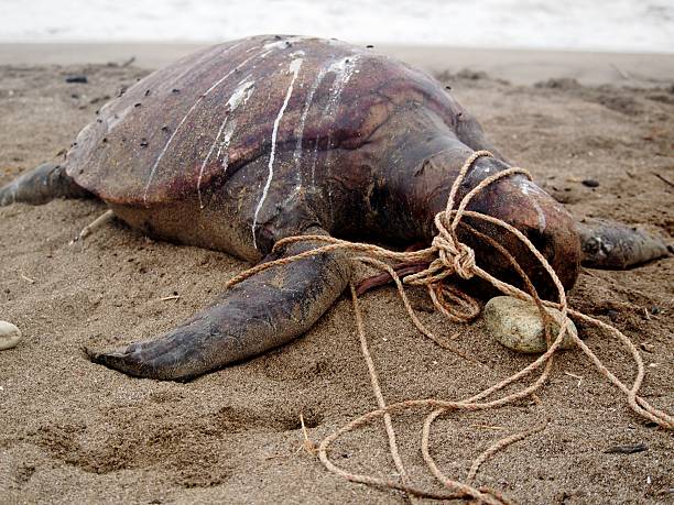 istock Turtle in ropes, Puerto Cayo, Ecuador 465084996