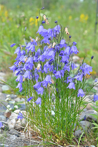 istock Wild flower - Canterbury bells (campanula). 465085066