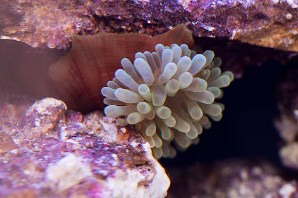 bubble tip anemone in underwater Entacmaea quadricolor, commonly called bubble-tip anemone among other vernacular names, is a species of sea anemone in the family Actiniidae. bubble tip anemone entacmaea quadricolor stock pictures, royalty-free photos & images