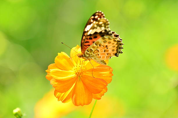 istock Yellow Cosmos and Butterfly 465085624