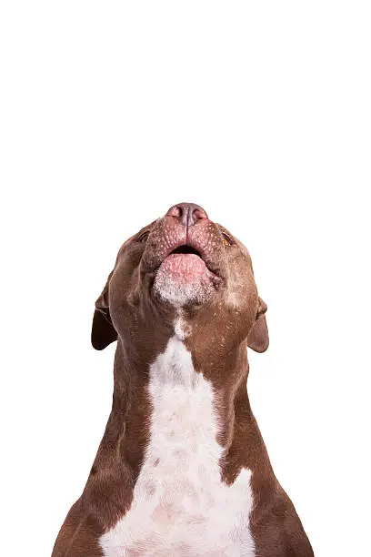 pit bull howling