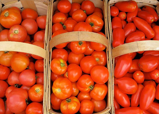 バスケットのオーガニックの完熟 tomatos の市場 - massachusetts agriculture crop farm ストックフォトと画像