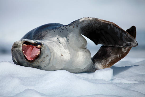 Yawning Leopard Seal on Iceberg