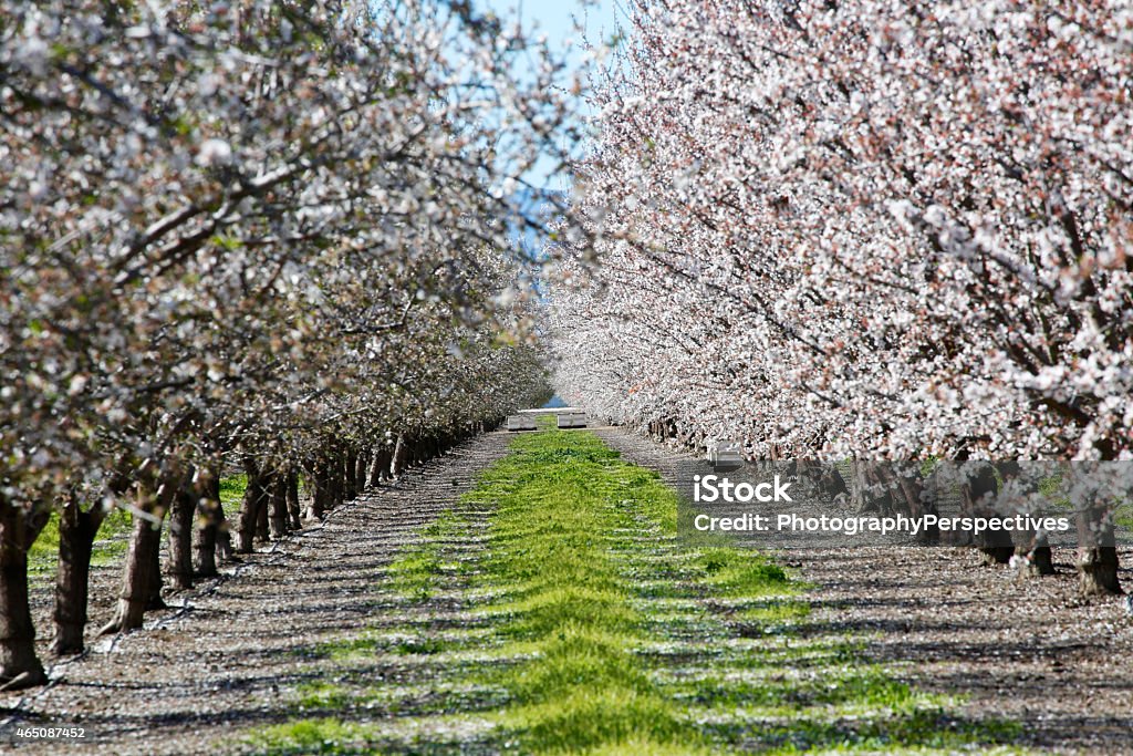 almond orchard in bloom Almond orchard in full bloom in California Almond Tree Stock Photo