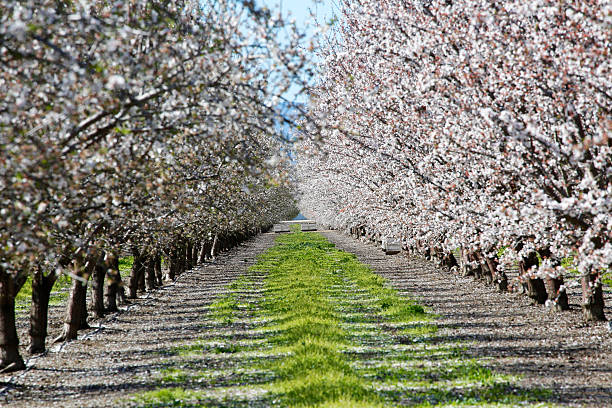 almond orchard in bloom Almond orchard in full bloom in California almond tree photos stock pictures, royalty-free photos & images