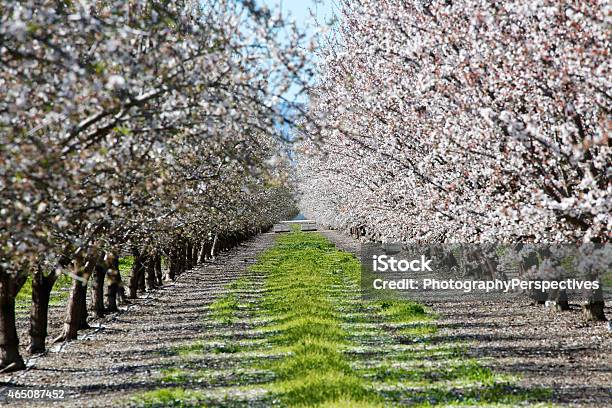 Almond Orchard In Bloom Stock Photo - Download Image Now - Almond Tree, Almond, Orchard