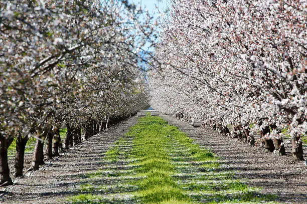 Photo of almond orchard in bloom