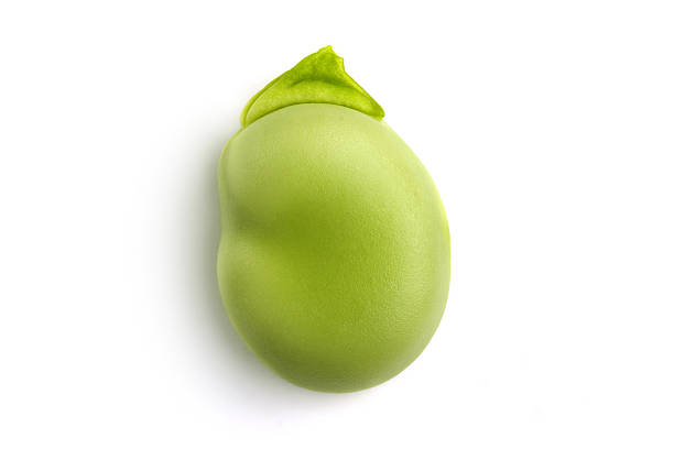 green broad bean stock photo