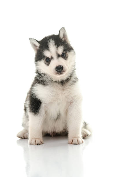 istock Cute siberian husky puppy on white background 465087798