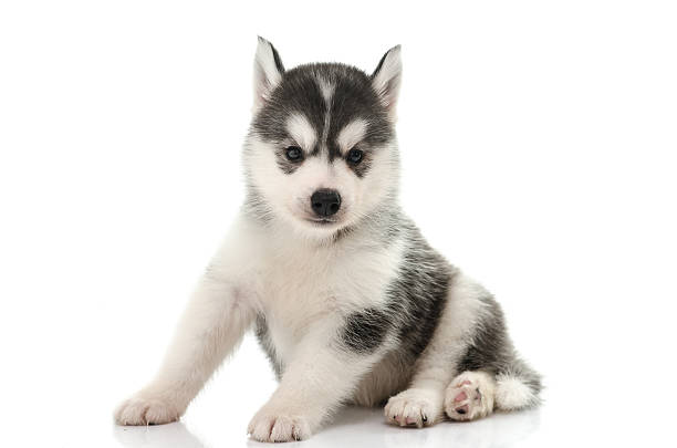 istock Cute siberian husky puppy on white background 465087820