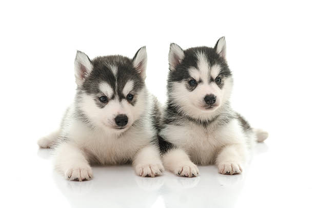 istock Beautiful siberian husky puppy standing 465087872