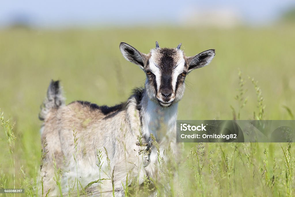 Capra aegagrus hircus, Goat. Capra aegagrus hircus. Home goat in field Agriculture Stock Photo